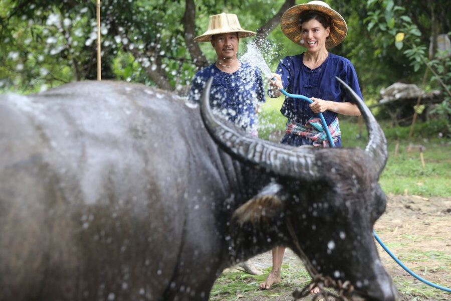 Chiang Mai: Thai Buffalo and Rice Planting Experience - Rice planting the traditional way: nursery work and muddy fun