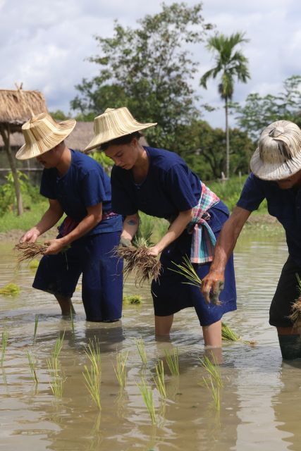 Chiang Mai: Thai Buffalo and Rice Planting Experience - The farm lunch: green chicken curry and mango sticky rice