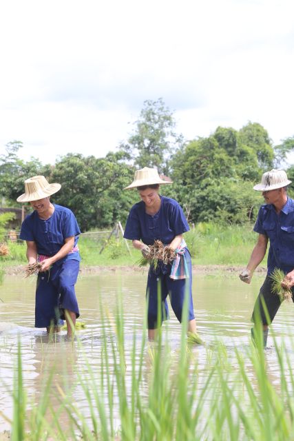 Chiang Mai: Thai Buffalo and Rice Planting Experience - Small group, clear instruction, and English guidance