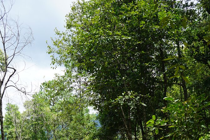Chiang Mai Trekking Tour :Full day (no rafting) - Waterfalls and Wet Clothes: The Part You Should Expect