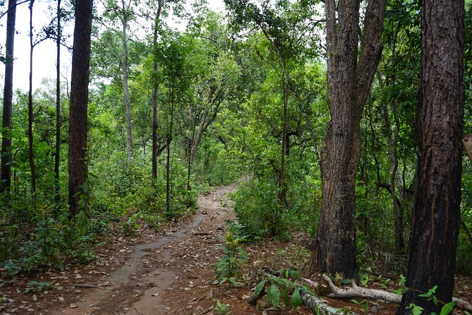 Chiang Mai Trekking Tour :Full day (no rafting) - Elephant Pride Sanctuary: Feeding, Bathing, and Learning the Story