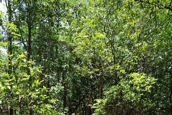 Chiang Mai Trekking Tour :Full day (no rafting) - The Traditional Thai Lunch and That Quick Market Stop