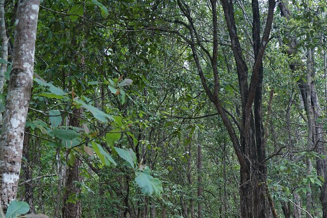 Chiang Mai Trekking Tour :Full day (no rafting) - No Rafting, Just Trekking and Sanctuary Time