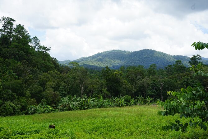 Chiang Mai Trekking Tour :Full day (no rafting) - Price and Value: What $64.53 Really Buys
