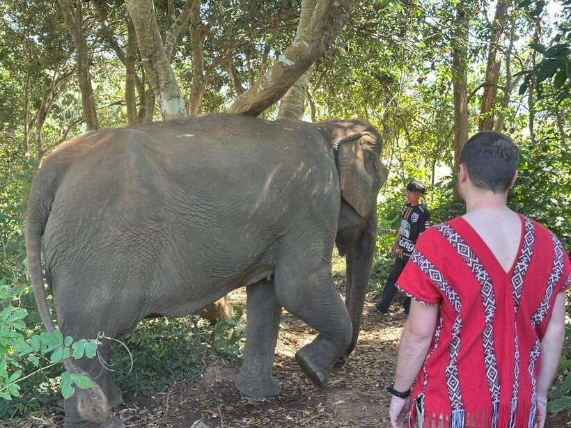 Chiang Mai Untouched Elephant: Nature Walk & Waterfall Trek - Getting There from Chiang Mai Old City: Pickup, Trucks, and Comfort