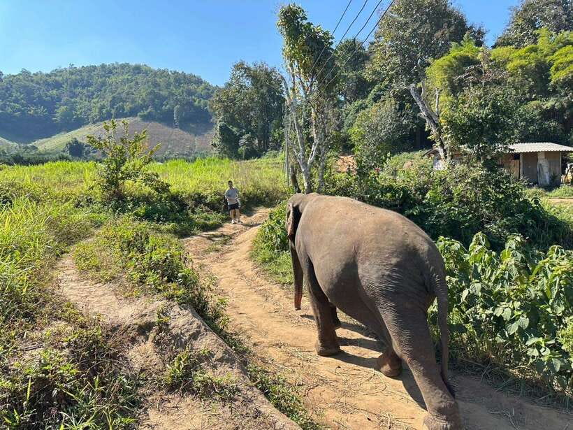 Chiang Mai Untouched Elephant: Nature Walk & Waterfall Trek - Mae Wang Waterfall: A Short Break for Views and Breathing Room