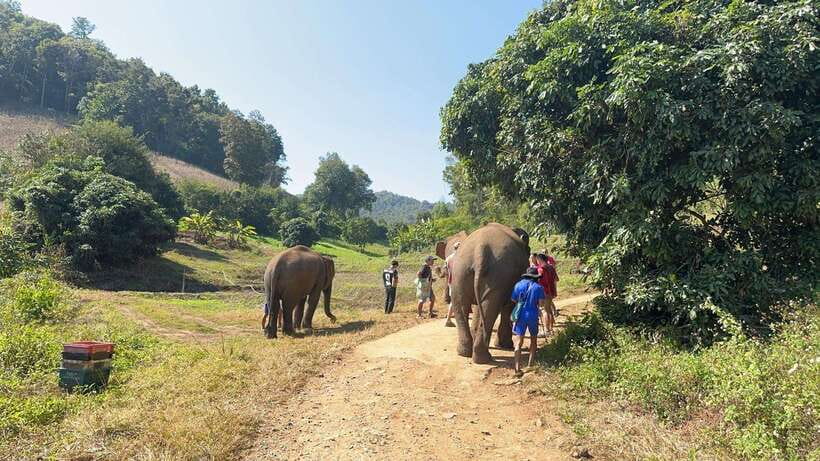 Chiang Mai Untouched Elephant: Nature Walk & Waterfall Trek - Price and Value: Is $51 a Fair Deal?