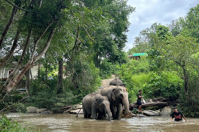 ChiangMai 1DayTour:Elephant Sanctuary,king&queen pagoda,waterfall - The big picture: what this 10-hour day really delivers