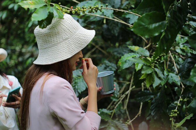 Chiangmai Coffee Farm Tour - Key highlights worth planning around