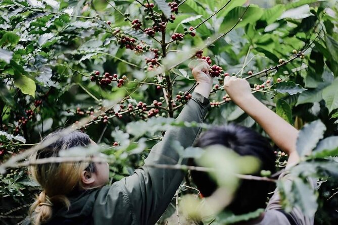 Chiangmai Coffee Farm Tour - Welcome drink and first taste: coffee flower tea sets the mood
