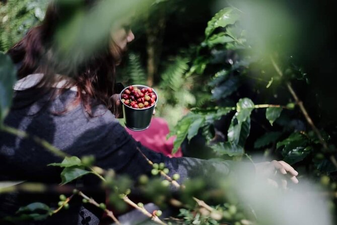 Chiangmai Coffee Farm Tour - Drinking fresh farm coffee: connecting the theory to the cup