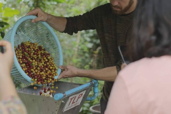 Chiangmai Coffee Farm Tour - Planting coffee trees: closing the loop with something living