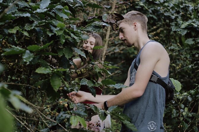 Chiangmai Coffee Farm Tour - Cherry picking: where the day becomes hands-on