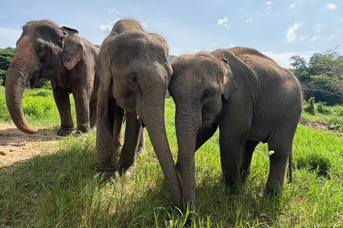 Chiangmai Half Day Visit and Wildlife Experience - Key things to know before you go
