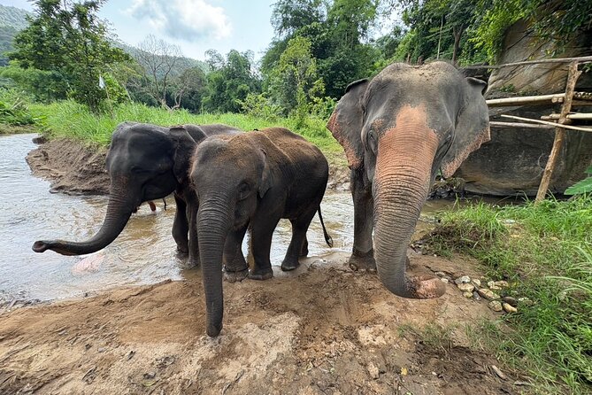 Chiangmai Half Day Visit and Wildlife Experience - Getting there, meeting the team, and learning the rules before you meet elephants