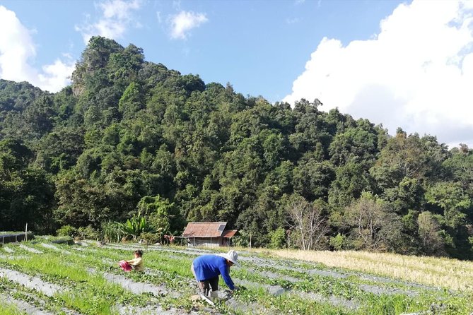 Doi Inthanon Day Trip:Twin Pagodas,Soft Hiking,Coffee Plantation - Twin Royal Stupas: Two Pagodas, One Royal Commemoration, Great Photos