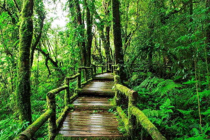 Doi Inthanon National Park - Thailand's Highest Peak - Optional trails that add real effort: Kew Mae Pan vs Pha Dok Siew