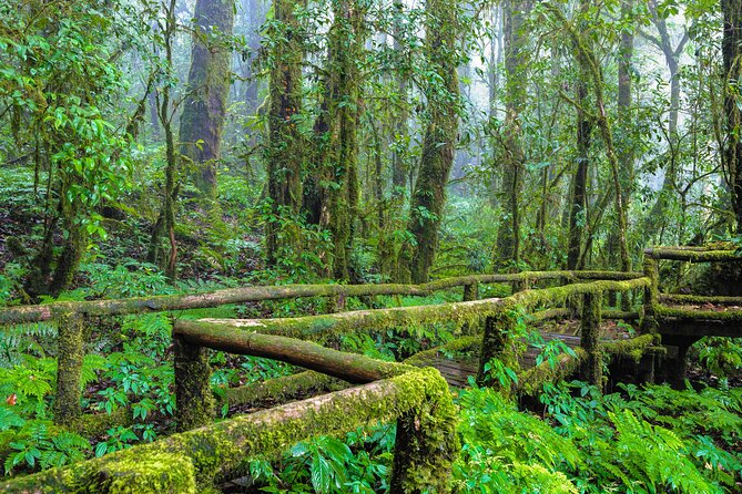 Doi Inthanon National Park, Waterfall & Royal Project Day Tour From Chiang Mai - Walking level and comfort: not a hiking expedition, but bring the right gear