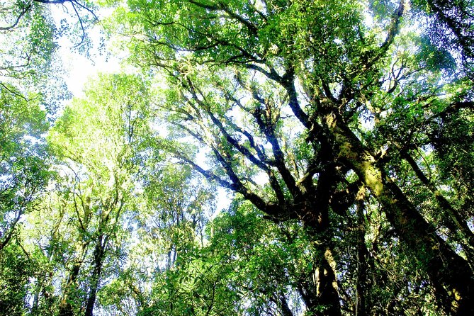 Doi Inthanon National Park, Waterfall & Royal Project Day Tour From Chiang Mai - My take: book it or skip it?