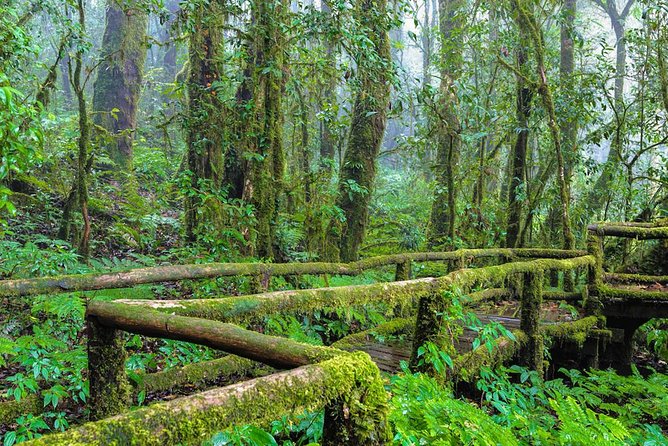 Doi Inthanon Waterfall and Royal Project Chiang Mai - Ang Ka Nature Trail: a short boardwalk into cool forest