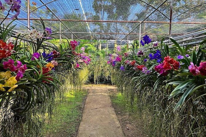 Doi Suthep Temple, Pha Lat Temple, Sticky Waterfall, Orchid farm - The guides, safety, and why the day feels smooth