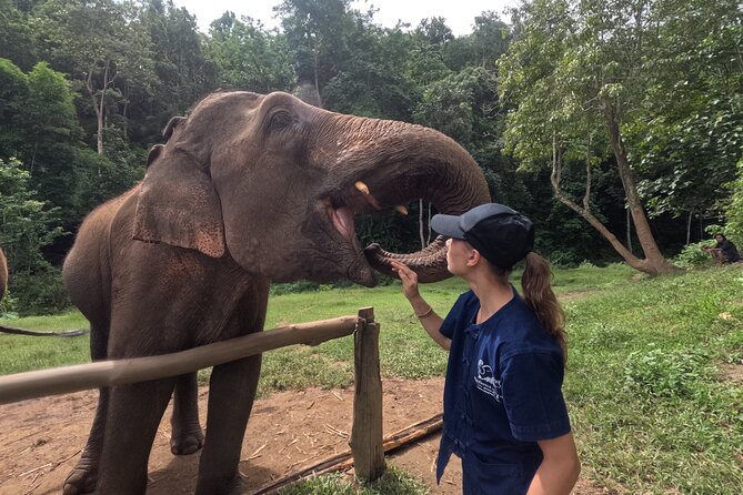 Elephant care program at CHIANGMAI ELEPHANT CARE - Key moments I’d plan around