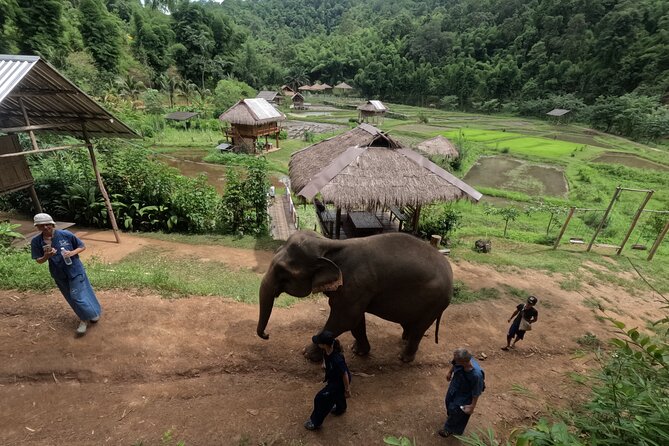 Elephant care program at CHIANGMAI ELEPHANT CARE - Hotel Pickup, Mahout Uniform, and a Small-Group Feel