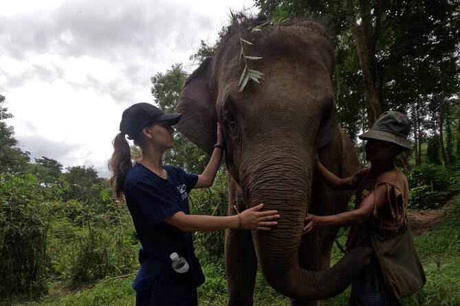 Elephant care program at CHIANGMAI ELEPHANT CARE - Feeding Time and Protein Supplements: What You’ll Actually Do