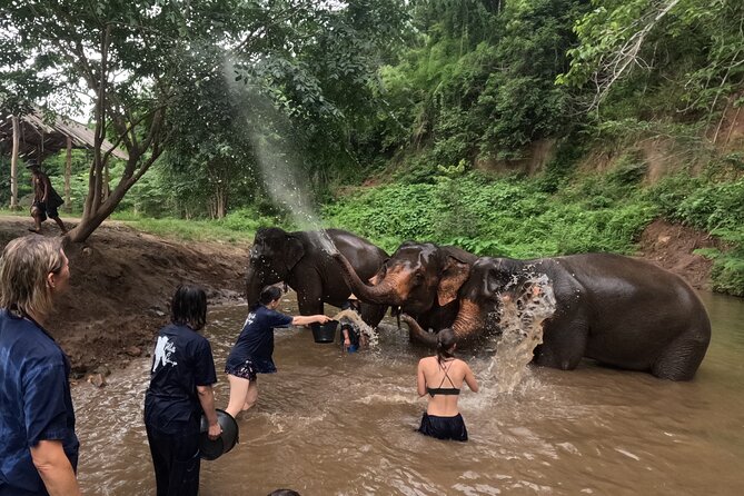Elephant care program at CHIANGMAI ELEPHANT CARE - Guide Style: The People Who Make This Feel Like Care
