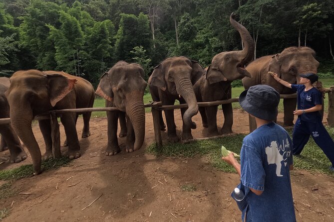 Elephant care program at CHIANGMAI ELEPHANT CARE - Price and Value: Is $52 Fair for This Kind of Day?