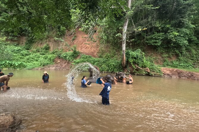 Elephant care program at CHIANGMAI ELEPHANT CARE - The Countryside Ride That Sets the Pace