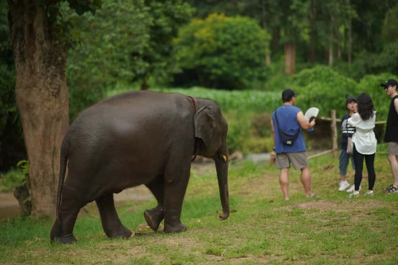 Elephant Habitat Park Feeding Entry & Rafting Van Transfer - FAQ