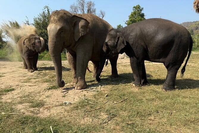 Elephant Sanctuary, Wat Ban Den & Sticky Waterfall - How the day flows: elephants, Lanna temple, and Bua Tong waterfall