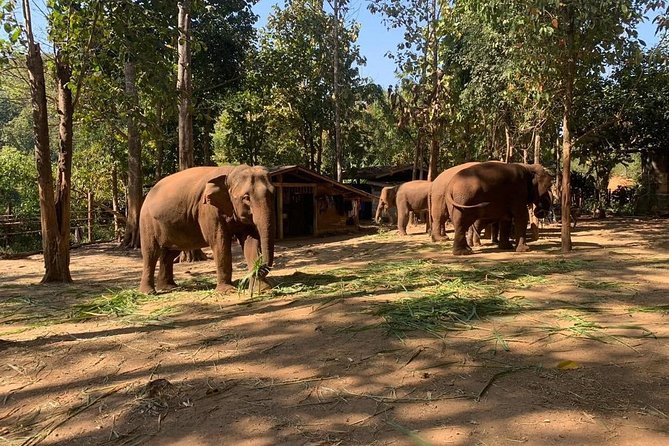 Elephant Sightings , Bamboo Rafting Through The Jungle, Swimming In a Waterfall - From Chiang Mai Gate to Mae Wang, with pickup that saves your brain