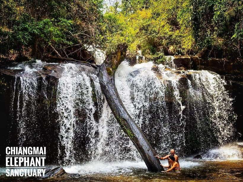 Exclusive experience half day with family giant animals - Why this Chiang Mai elephant sanctuary day feels humane