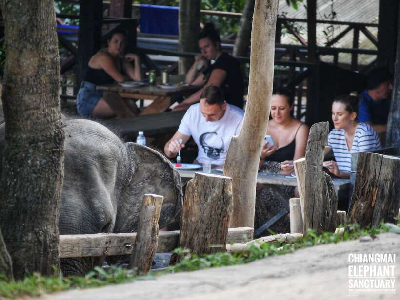 Exclusive experience half day with family giant animals - The elephant-free jungle waterfall break