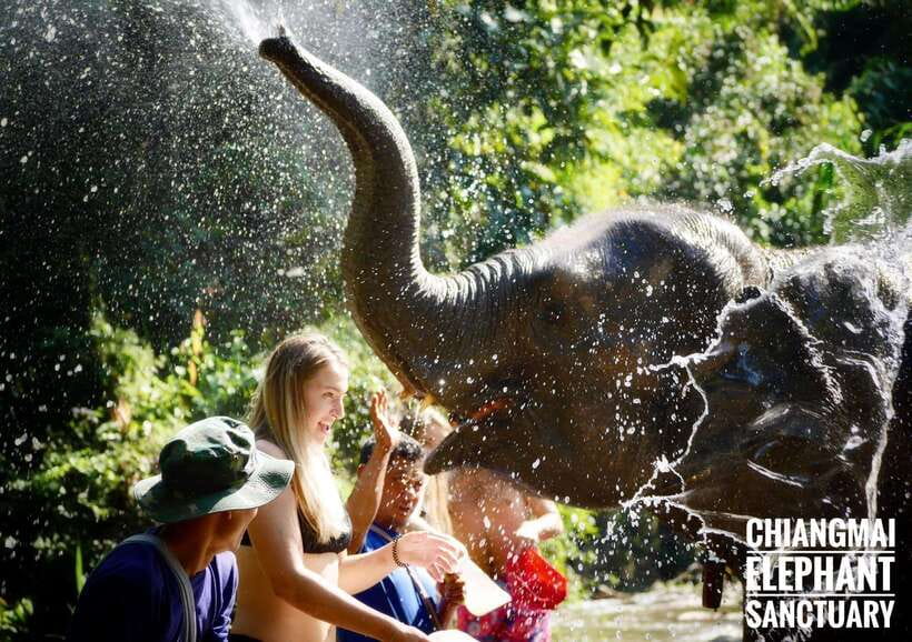 Exclusive experience half day with family giant animals - Traditional Thai lunch, then back to Chiang Mai