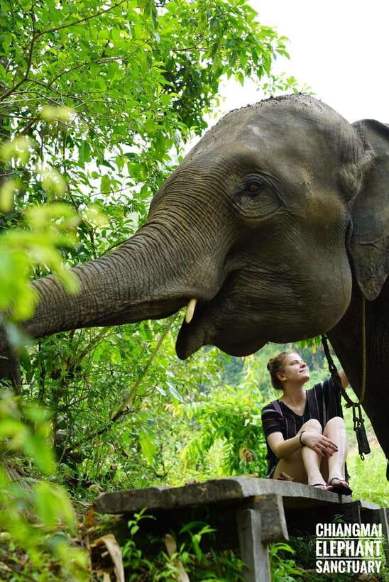 Exclusive experience half day with family giant animals - Hotel pickup, safety briefing, and getting to the sanctuary
