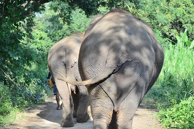 Experience Elephant Sanctuary + Sticky Waterfall - Key things to know before you go