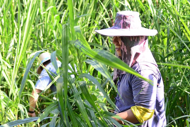 Experience Elephant Sanctuary + Sticky Waterfall - A smooth Chiang Mai day, starting at 8:00 am