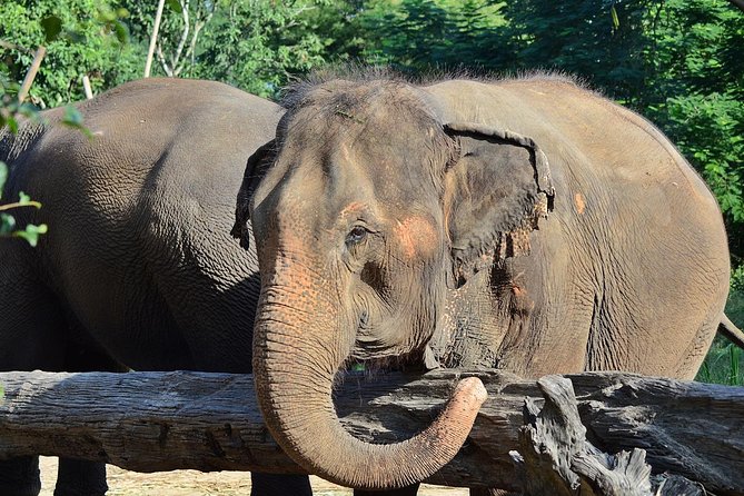 Experience Elephant Sanctuary + Sticky Waterfall - Guides who make the day click: Moon and Lee