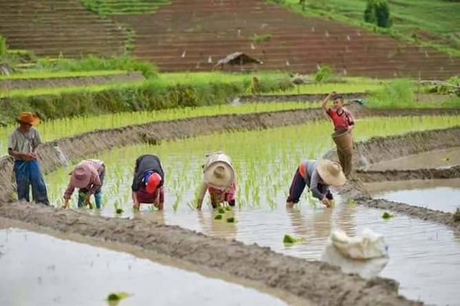 Fantastic! Famous Doi Inthanon National park tour with 2hr trekking - Morning pickup and the mini-bus routine in Chiang Mai