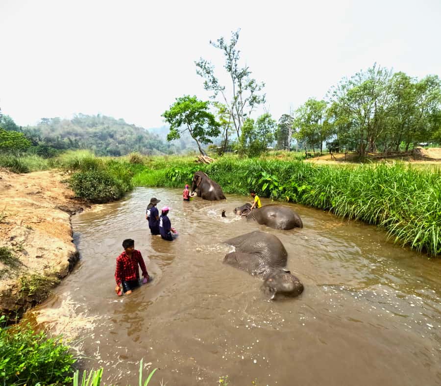 From Chiang Mai: Chiang Mai Elephant Care Morning Program - Should you book Chiang Mai Elephant Care Morning Program?