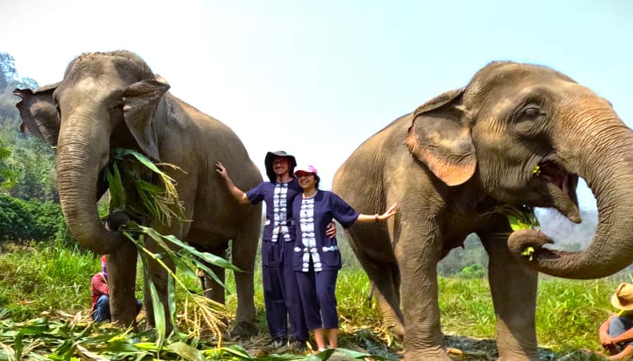 From Chiang Mai: Chiang Mai Elephant Care Morning Program - The two-hour hands-on elephant care part you actually came for