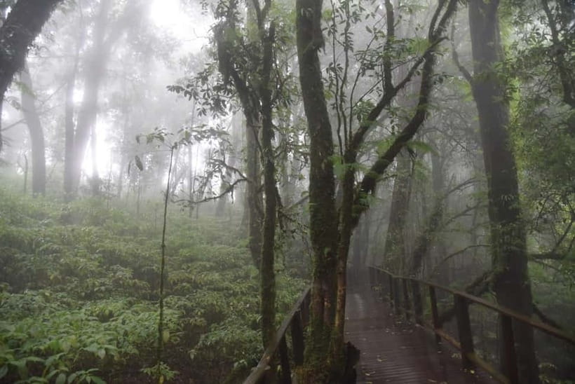 From Chiang Mai: Doi Inthanon National Park Day Trip - Thailand’s Highest Peak: 2,565 Meters and a Cloud-Forest Mood