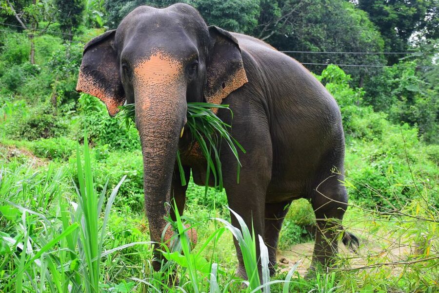 From Chiang Mai: Elephant Care Program and Nursery Tour - Feeding time: treats, medicine balls, and consent-first interaction