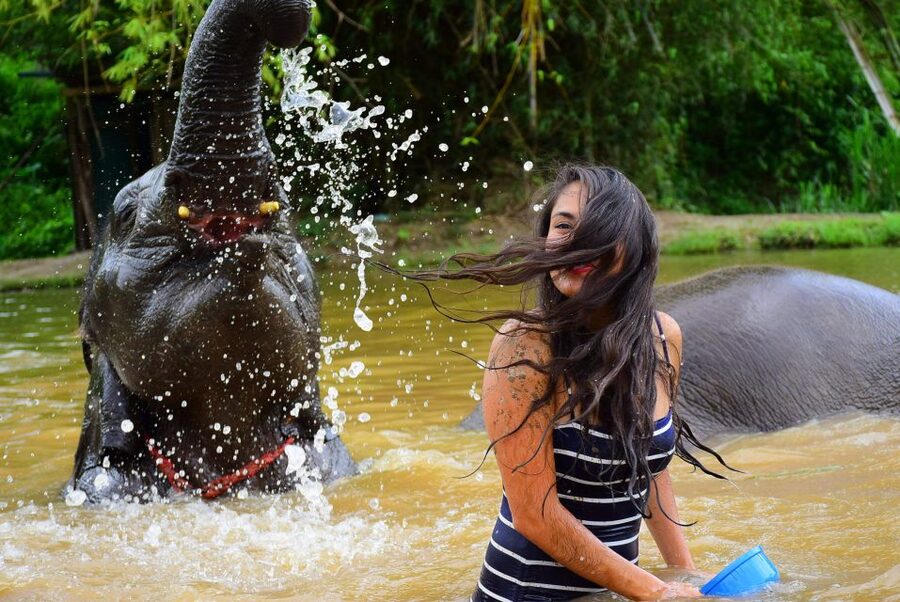 From Chiang Mai: Elephant Care Program and Nursery Tour - Thai buffet lunch after the elephants: what you actually eat