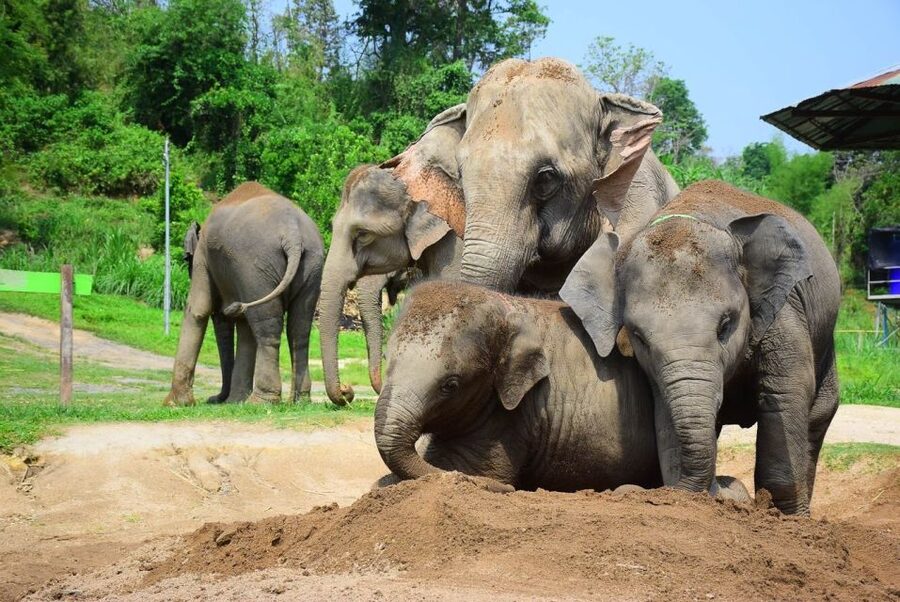 From Chiang Mai: Elephant Care Program and Nursery Tour - Who this tour fits best (and who might reconsider)