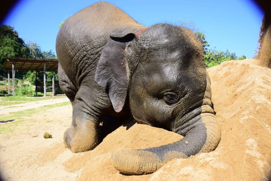 From Chiang Mai: Elephant Care Program and Nursery Tour - Changing into local clothes and learning elephant behavior