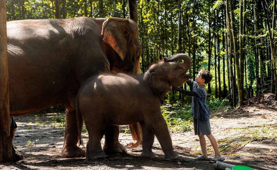 From Chiang Mai: Kerchor Eco Elephant Park Tour - Price and value: is $48 fair for what you get?